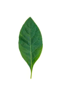 Green leaf isolate Foto stock