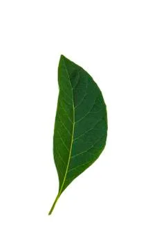 Green leaf isolate Stock Photos