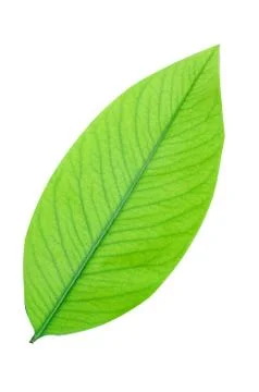 Green leaf isolate on white background, clipping path. Stock Photos