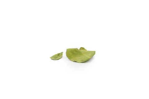 The green leaf isolate on white background. Stock Photos