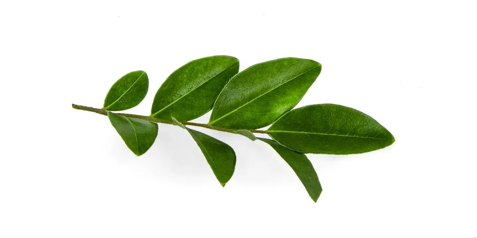 Green leaf isolate on white background 库存照片