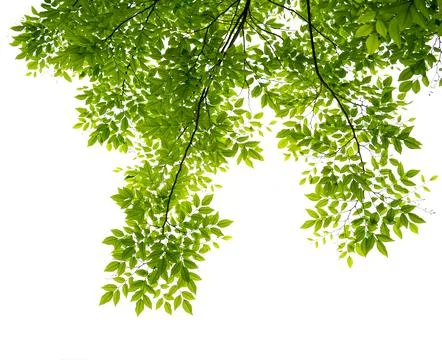 Green leaf isolate on white background Stock Photos