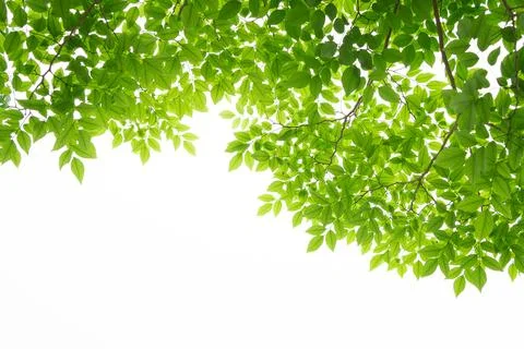 Green leaf isolate on white background Stock Photos