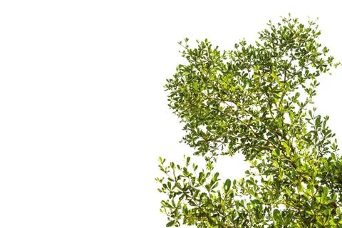 Green leaf on isolate white Stock Photos