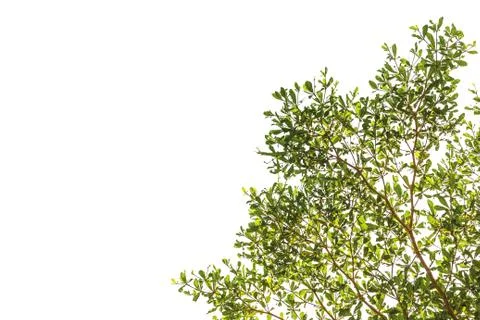 Green leaf on isolate white Stock Photos