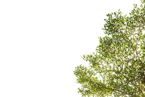 Green leaf on isolate white Stock Photos