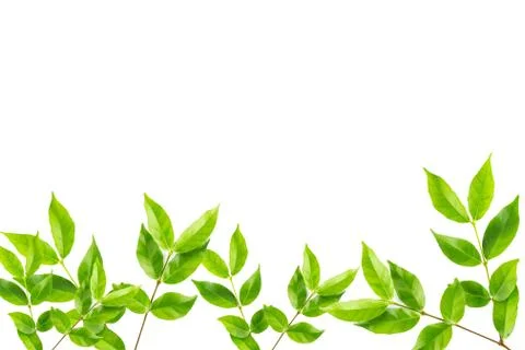 Green leaf isolated background 写真素材