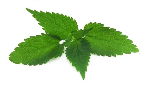 Green leaf on an isolated background 写真素材