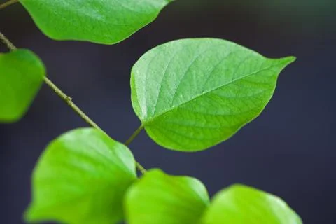 Green leaf isolated on black background Stock Photos