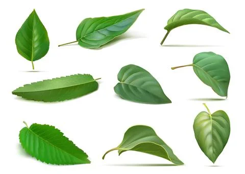 Green leaf. Isolated different spring tree plants, eco forest nature set, bio Stock Illustration