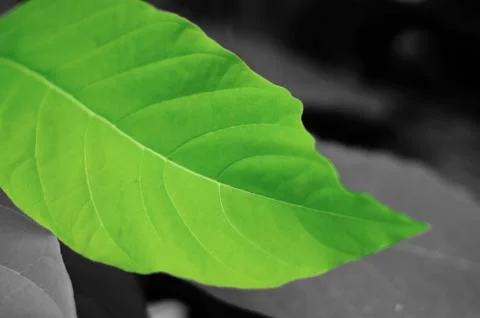 Green leaf isolated on gray background and texture. Stock Photos