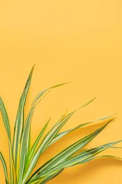 Green leaf isolated on orange background. Stock Photos