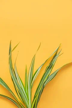 Green leaf isolated on orange background. Stock Photos