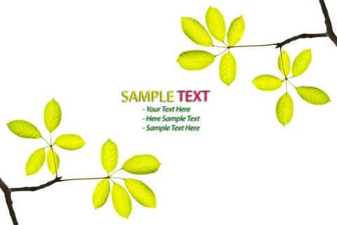 Green leaf isolated Stock Photos