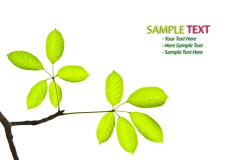 Green leaf isolated Stock Photos
