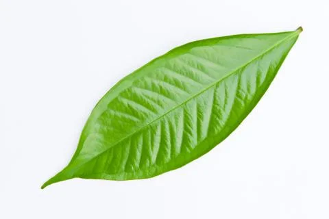 Green leaf isolated Stock Photos