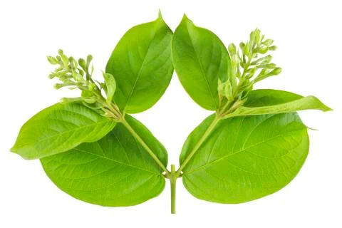 Green leaf isolated Stock Photos