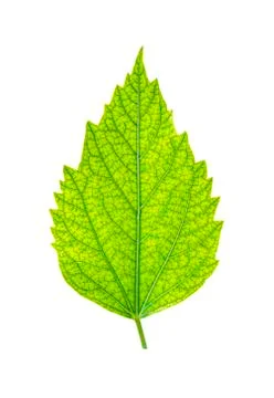 Green  leaf isolated Stock Photos