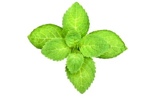 Green leaf isolated Foto stock