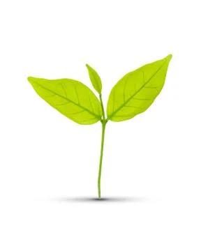 Green leaf isolated Stock Photos