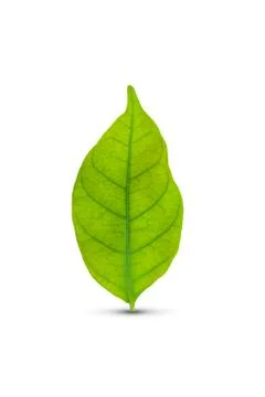 Green leaf isolated Stock Photos