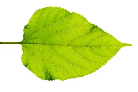 Green leaf isolated. Stock-Fotos