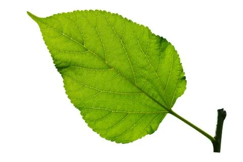 Green leaf isolated. Stock Photos
