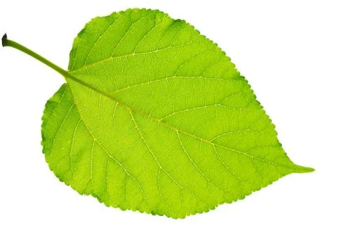Green leaf isolated. Stock Photos