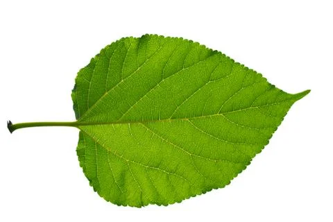 Green leaf isolated. Foto stock