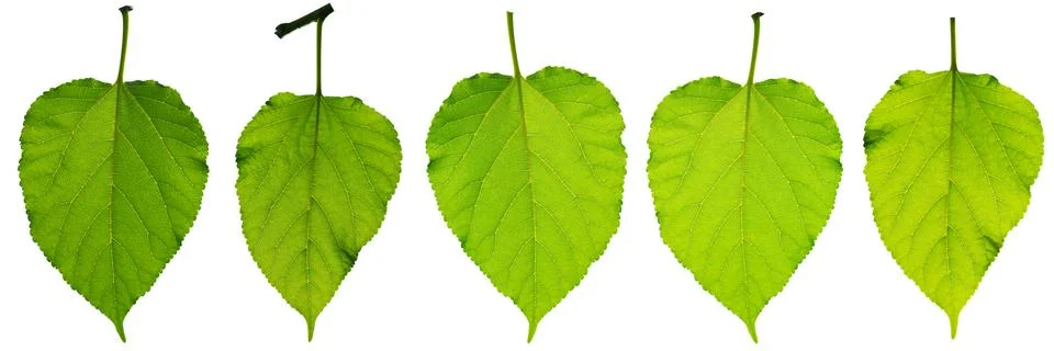 Green leaf isolated. Stock-Fotos