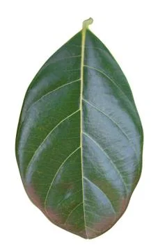 Green leaf isolated. Foto stock