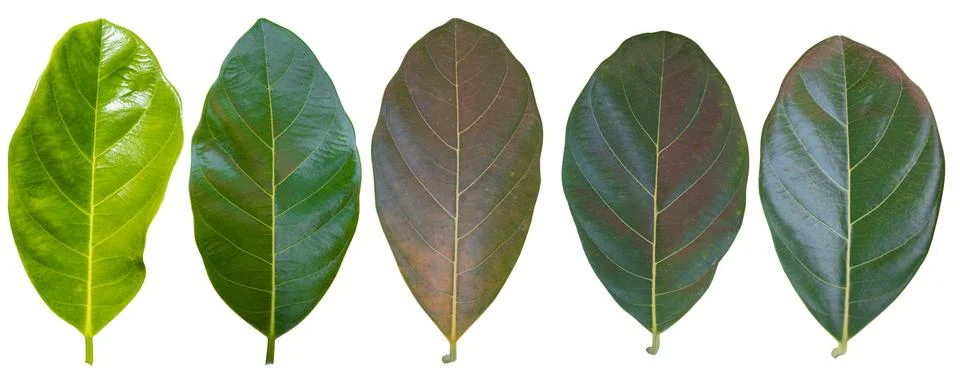 Green leaf isolated. Foto stock