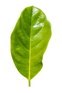 Green leaf isolated. Stock-Fotos