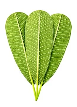 Green leaf isolated Stock Photos