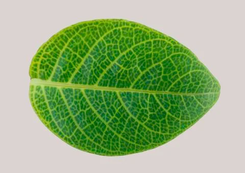Green leaf isolated Stock Photos