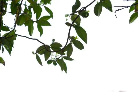 Green leaf isolated Stock Photos