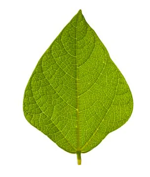 Green leaf isolated Stock Photos