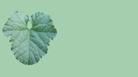 Green leaf isolated Stock Photos