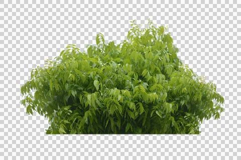 Green leaf isolated transparency background. Stock Illustration
