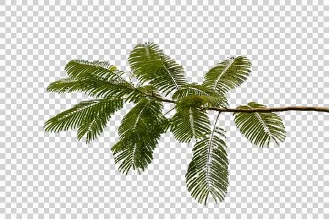 Green leaf isolated transparency background.. Stock Photos