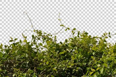 Green leaf isolated transparency background.. Stock Photos