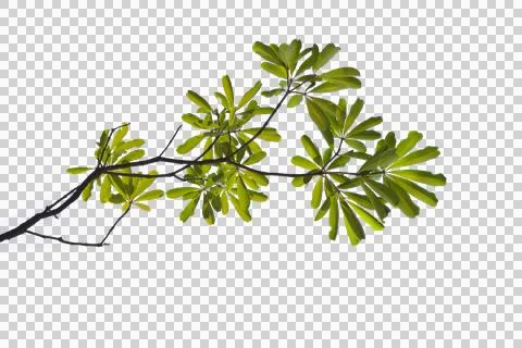 Green leaf isolated transparency background.. Foto stock