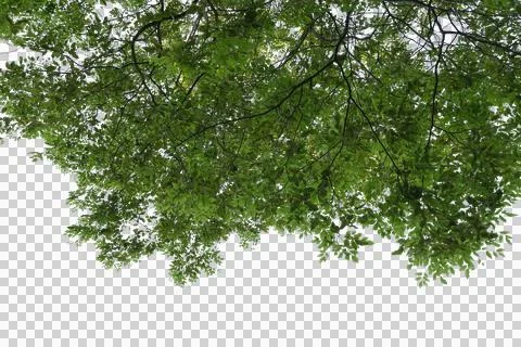 Green leaf isolated transparency background. Stock-Fotos