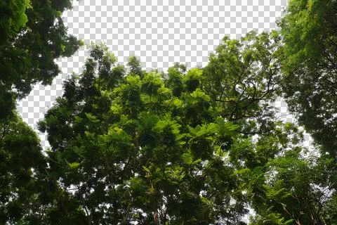 Green leaf isolated transparency background.. 스톡 사진