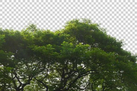 Green leaf isolated transparency background.. 스톡 사진