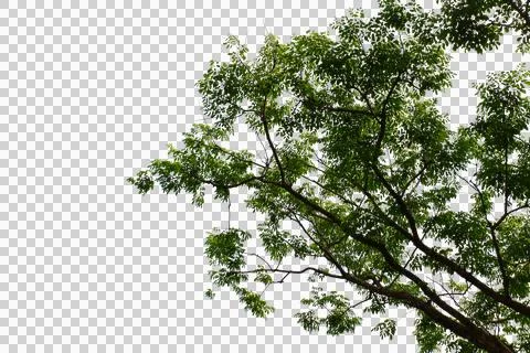 Green leaf isolated transparency background.. 스톡 사진