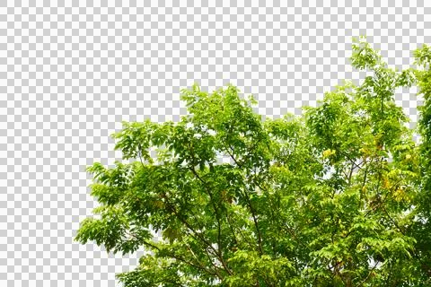 Green leaf isolated transparency background.. Fotos Stock