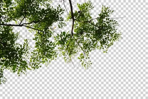 Green leaf isolated transparency background.. 스톡 사진