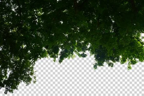 Green leaf isolated transparency background.. Fotos Stock