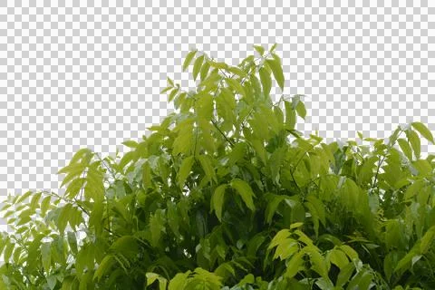 Green leaf isolated transparency background. Foto stock
